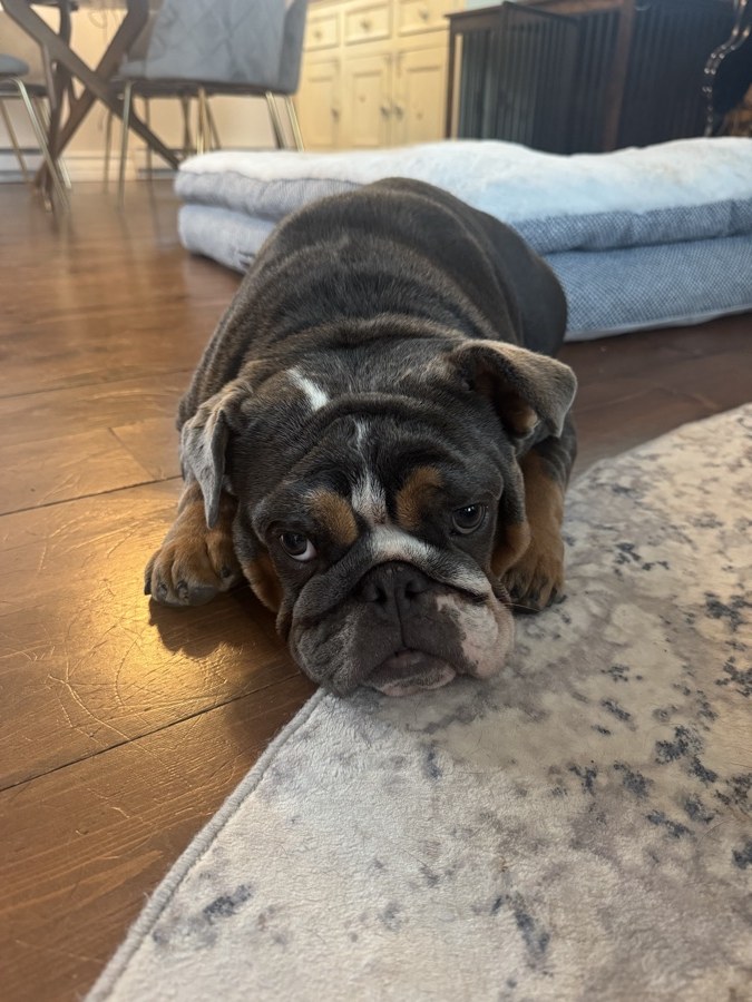 Stella